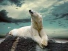 Аватар для Polar Bear