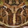 Аватар для crapaud