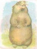 Аватар для Surok