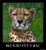 Аватар для Godsdog