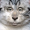 Аватар для Don digidon