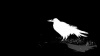 Аватар для raven2014